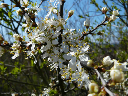 Naturecards.de